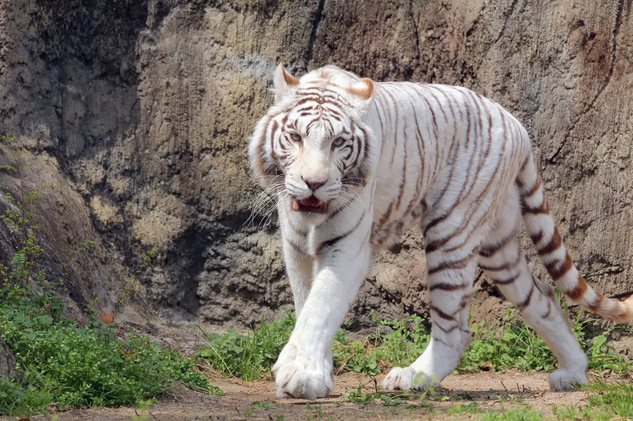 とべ動物園