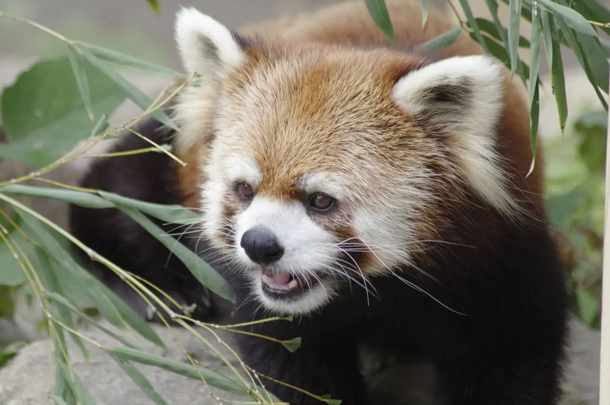 とくしま動物園