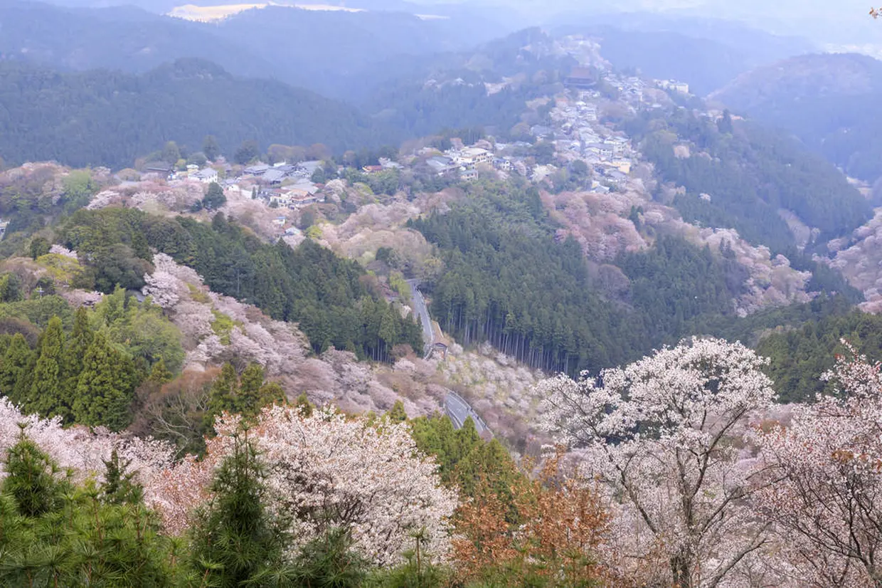 吉野山