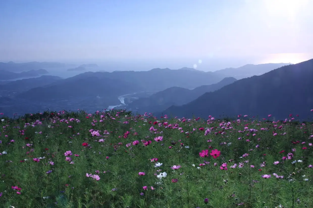鷲ヶ峰コスモスパーク