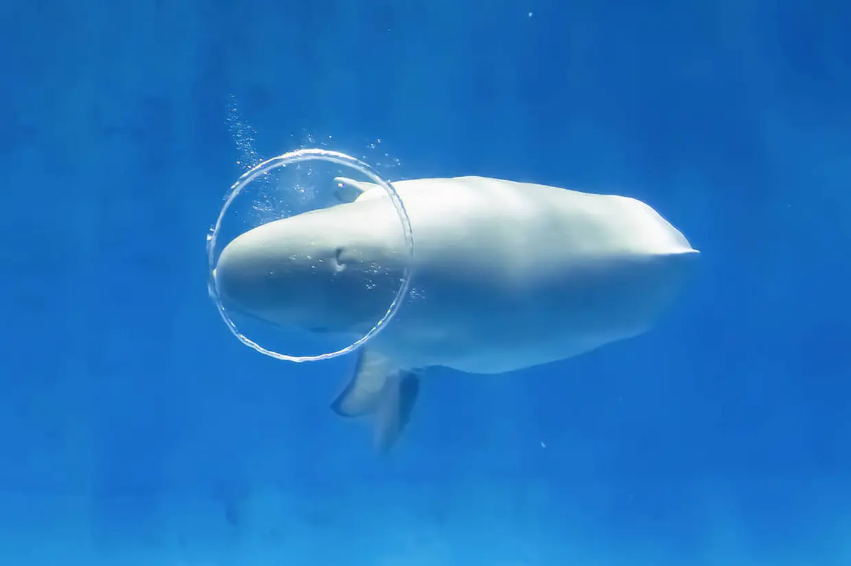 しまね海洋館アクアス