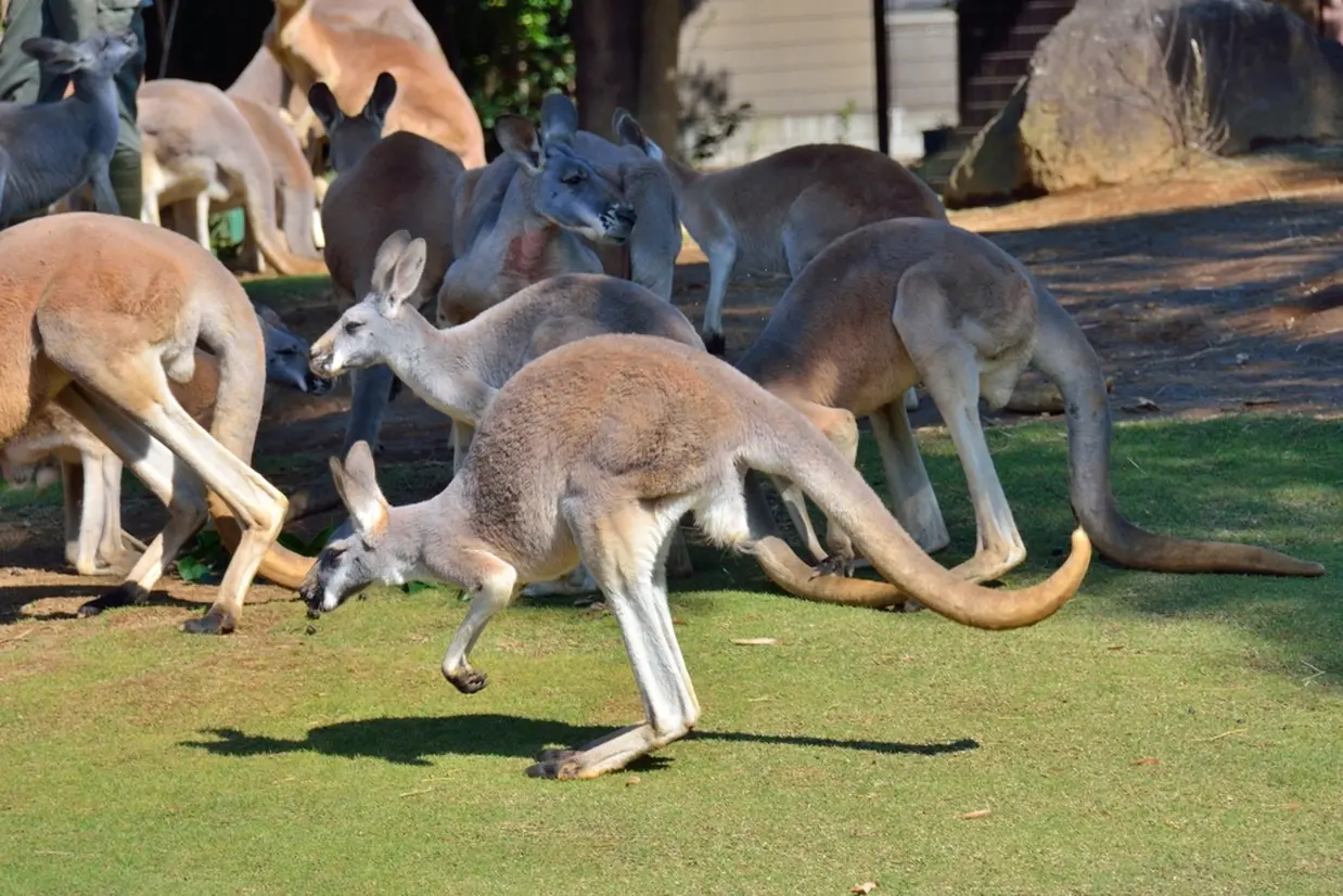 アカカンガルー