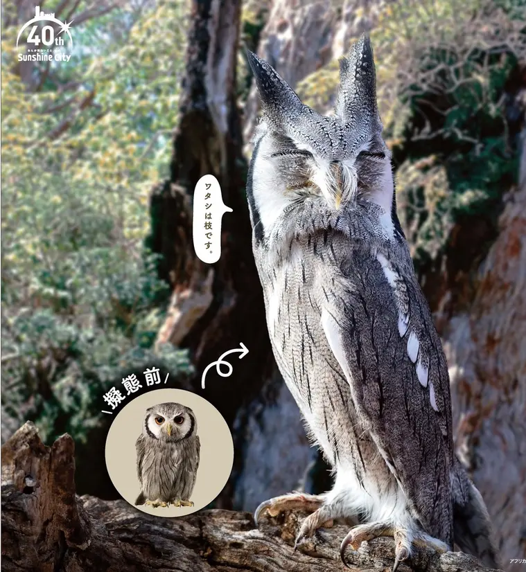 「化ける」生き物たちがテーマの『化ケモノ(ばけもの)展』サンシャイン水族館で開催!