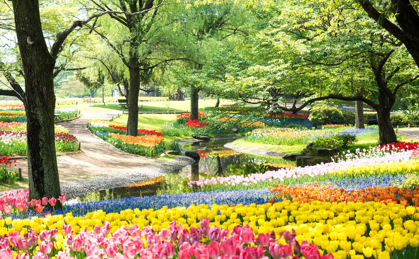 【国営昭和記念公園の楽しみ方完全ガイド】観光やデートにおすすめの情報や周辺情報も満載！のカバー画像