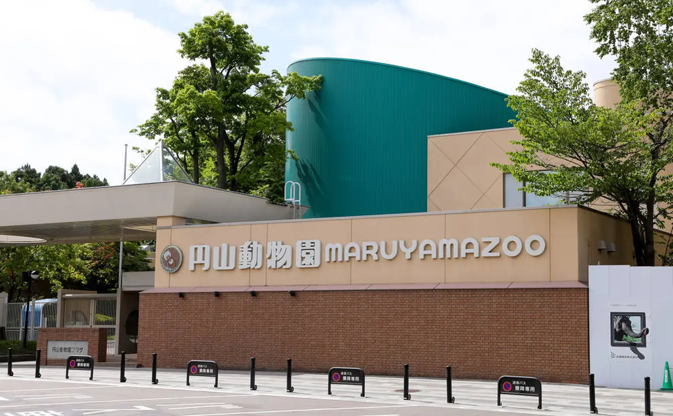 【円山動物園の見どころガイド】大人気のシロクマや周辺グルメなどおすすめ情報満載！のカバー画像
