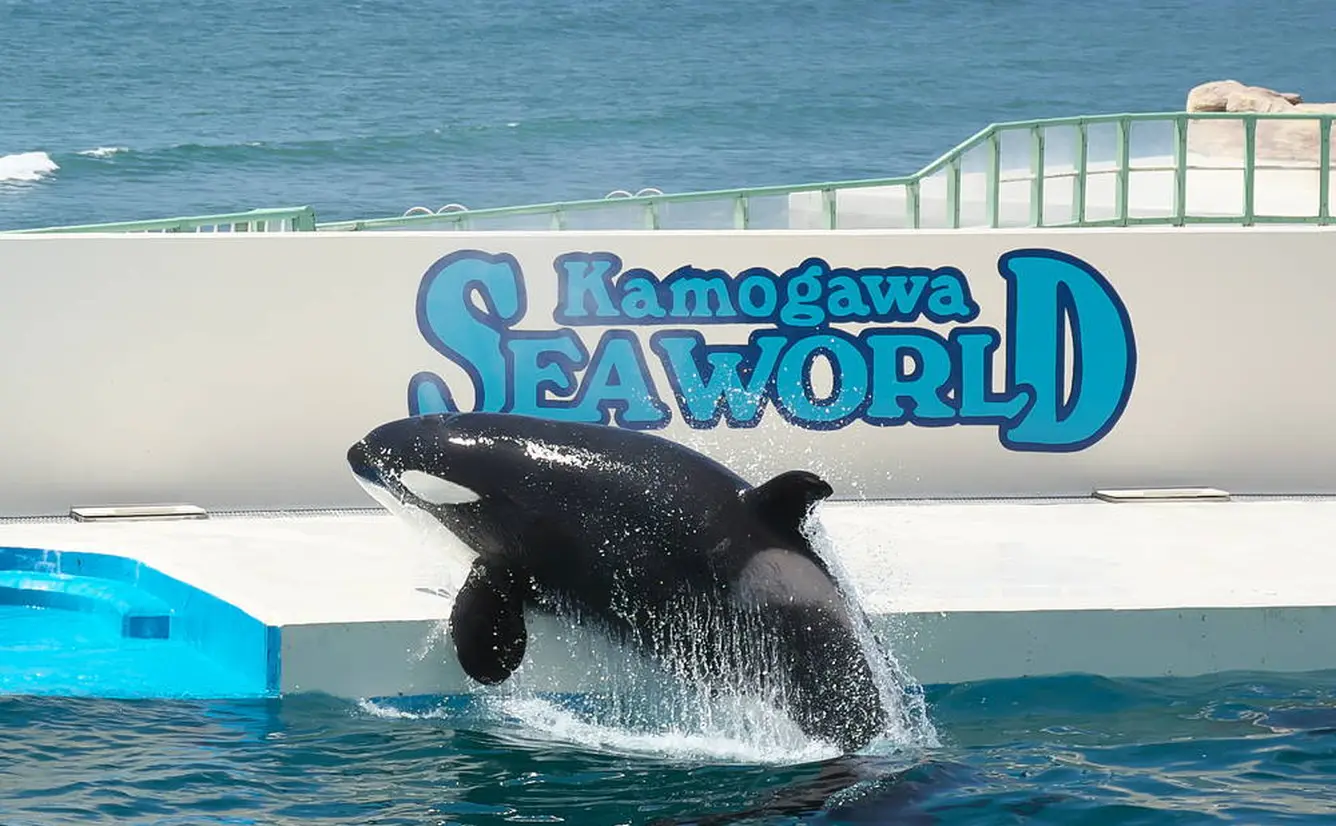【鴨川シーワールドの楽しみ方完全ガイド】水族館の見どころやおすすめのショーなど魅力を大紹介のカバー画像