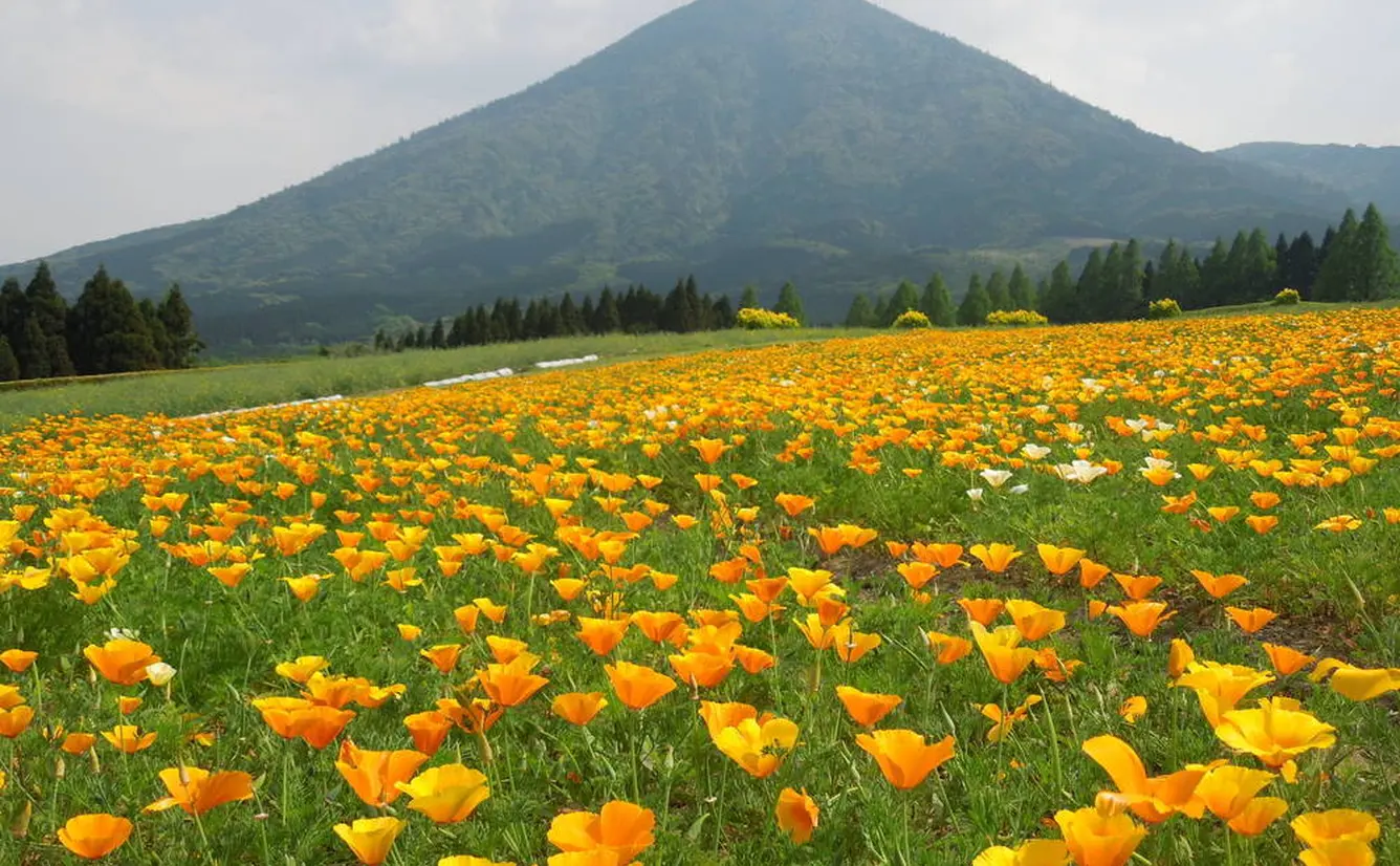 【宮崎観光】4月はここをチェック！のカバー画像