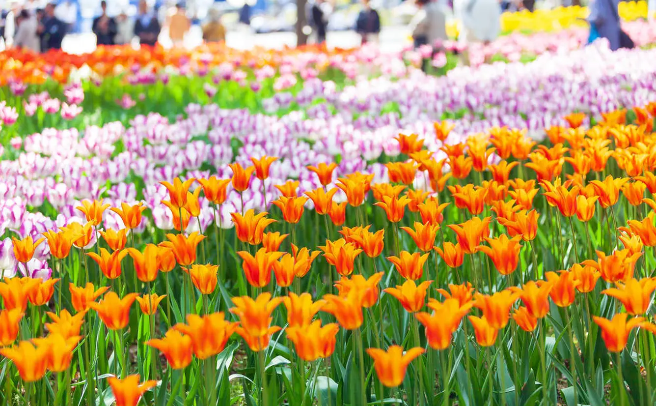 【神奈川観光】4月はここをチェック！のカバー画像