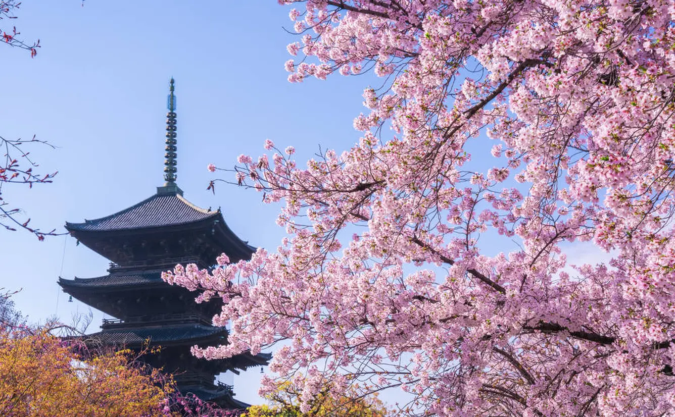 【京都観光】3月はここをチェック！のカバー画像