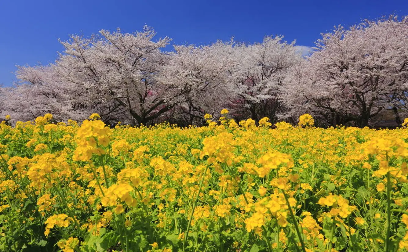 【東京観光】3月はここをチェック！のカバー画像