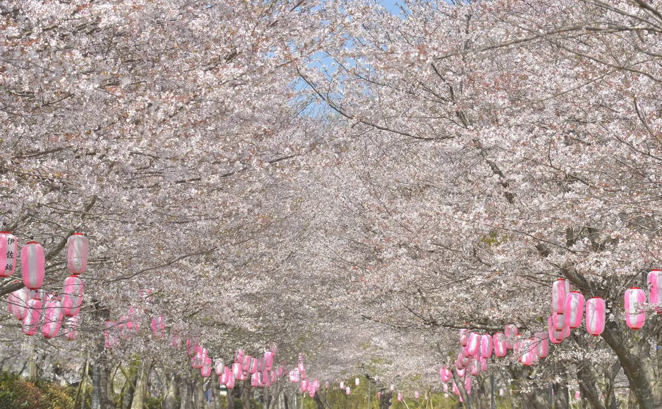 【鹿児島観光】3月はここをチェック！のカバー画像