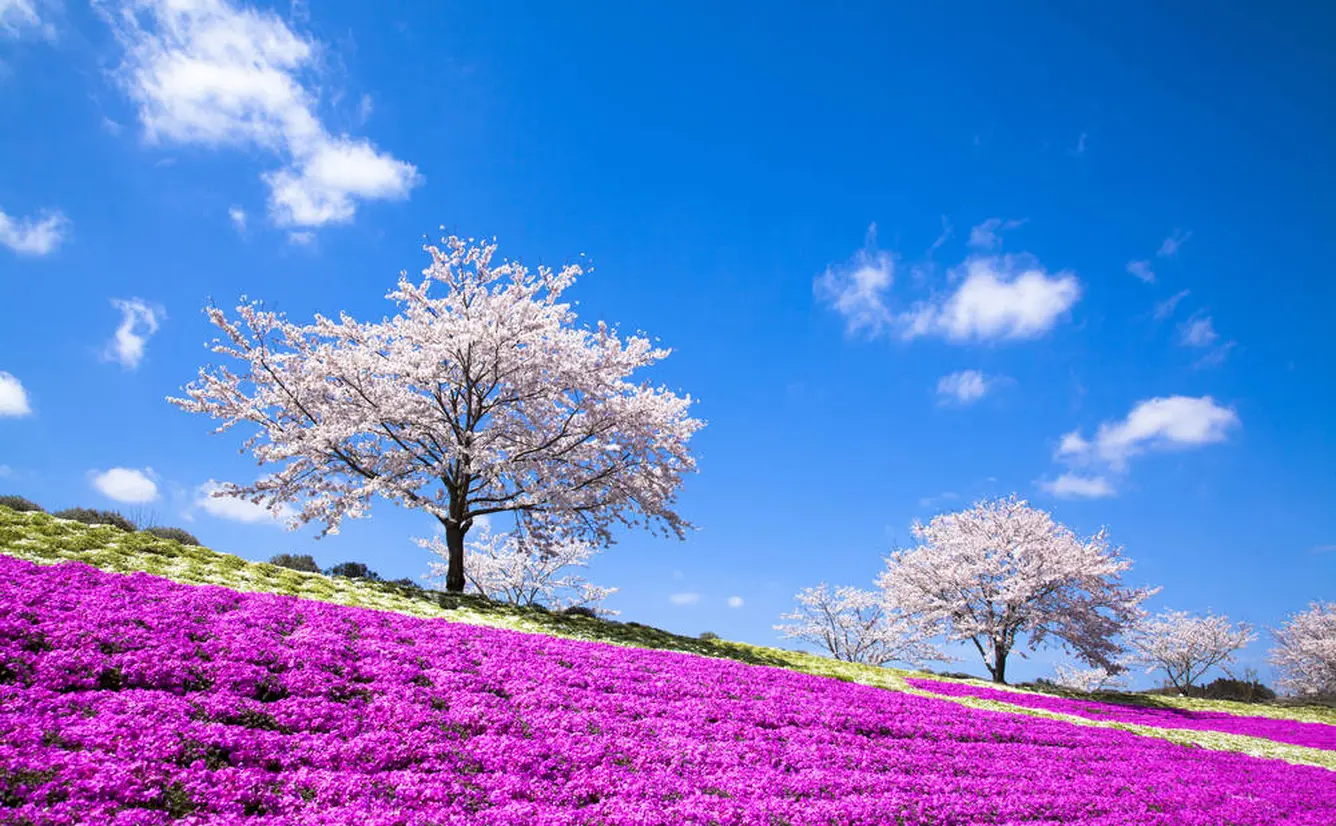 【千葉観光】4月はここをチェック！のカバー画像