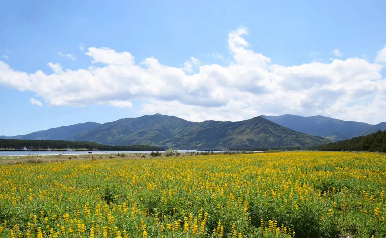 【鹿児島観光】4月はここをチェック！のカバー画像