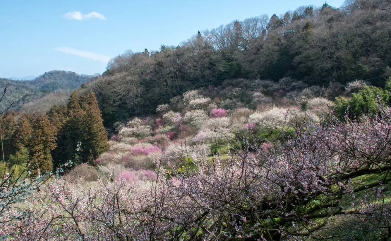 【愛媛観光】2月はここをチェック！のカバー画像