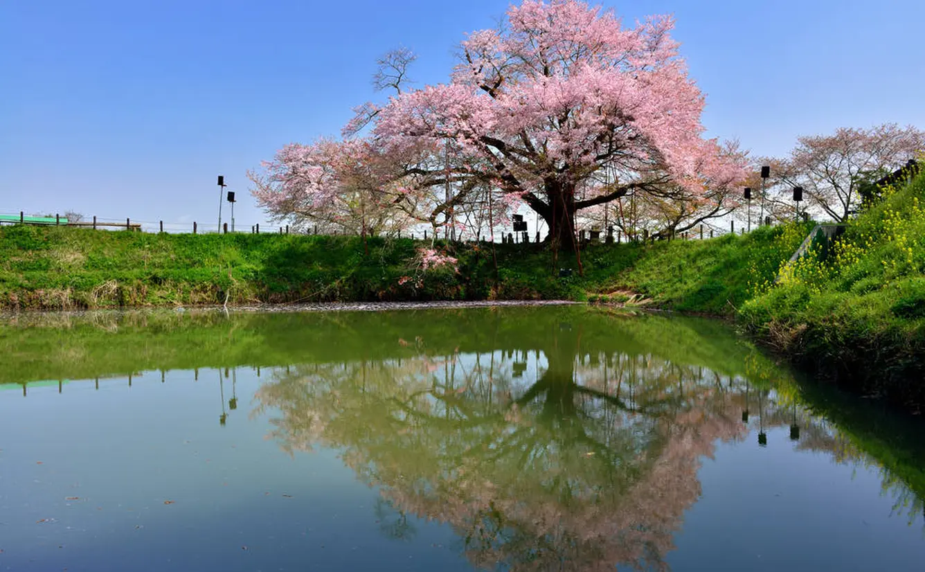 【福岡観光】4月はここをチェック！のカバー画像