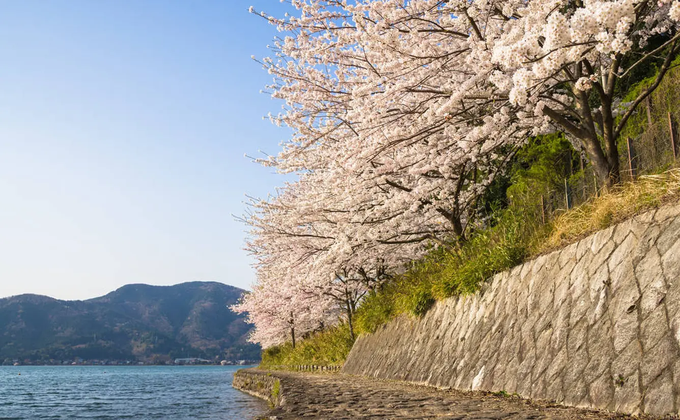 【滋賀観光】4月はここをチェック！のカバー画像