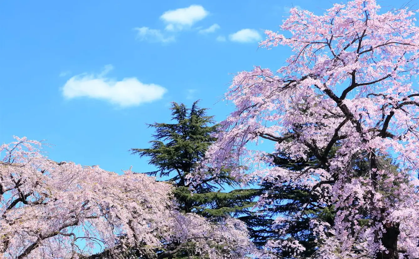 【宮城観光】4月はここをチェック！のカバー画像