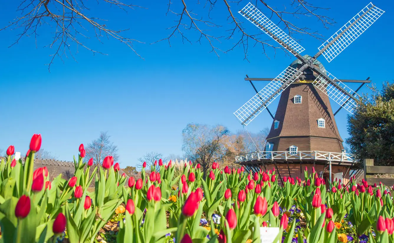 【オランダツアーガイド】ツアー選びのポイントや旅の見どころ・アクセス情報まで！のカバー画像