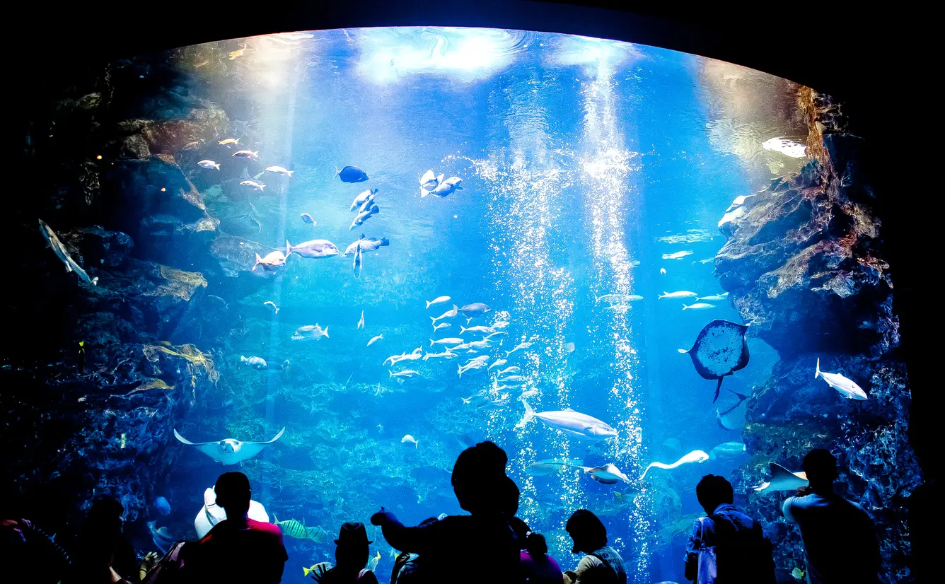 【京都水族館の楽しみ方完全ガイド】雨の日も楽しい！おすすめ情報や周辺グルメも満載！のカバー画像