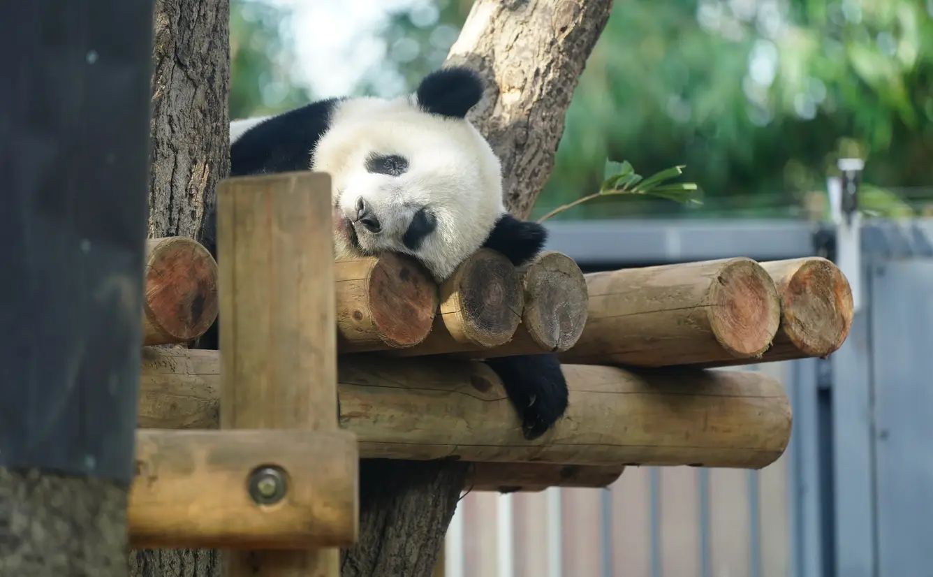 【上野動物園のQ&A】気になるギモンを徹底調査！のカバー画像