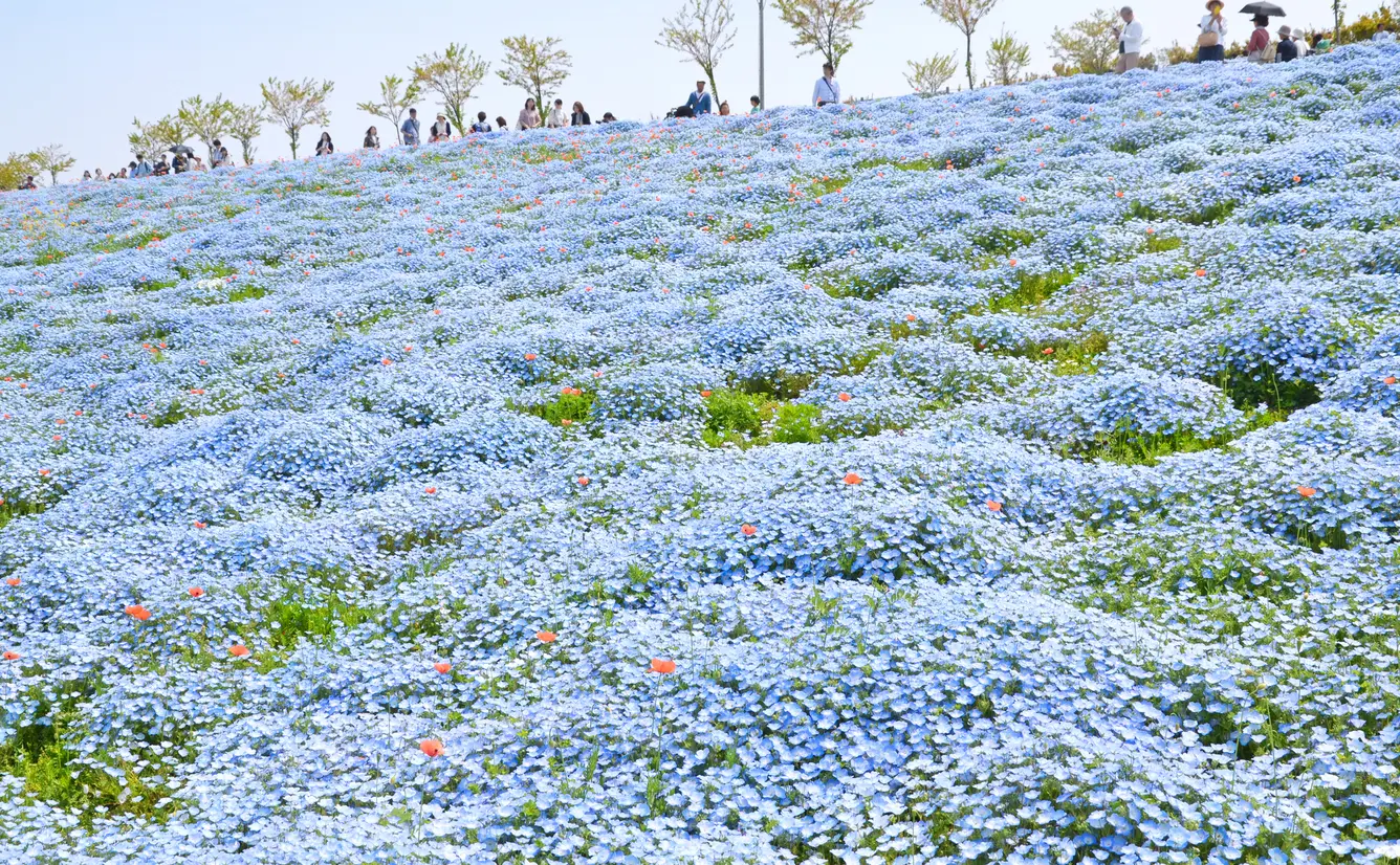 【大阪観光】5月はここをチェック！のカバー画像