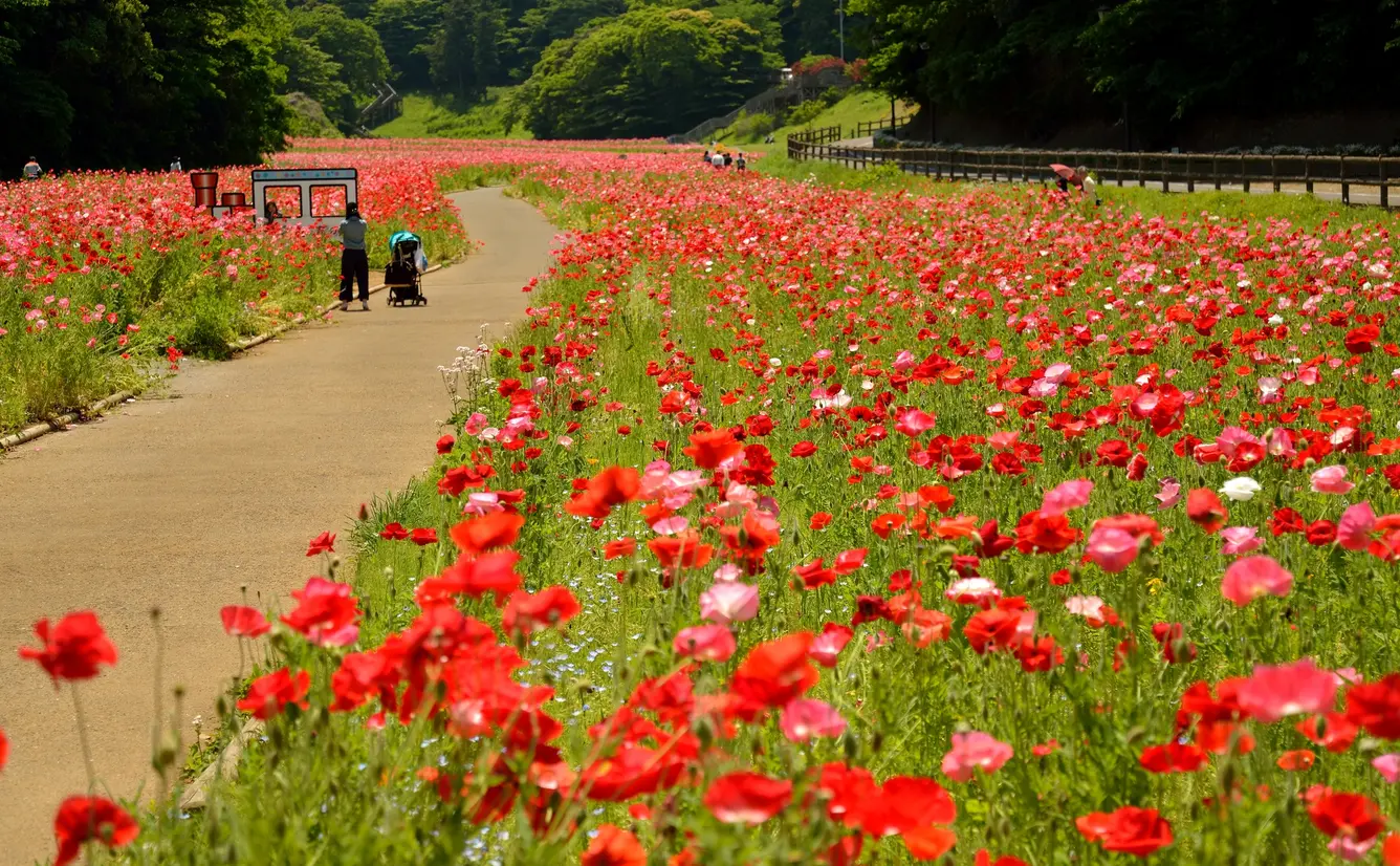 【神奈川観光】5月はここをチェック！のカバー画像