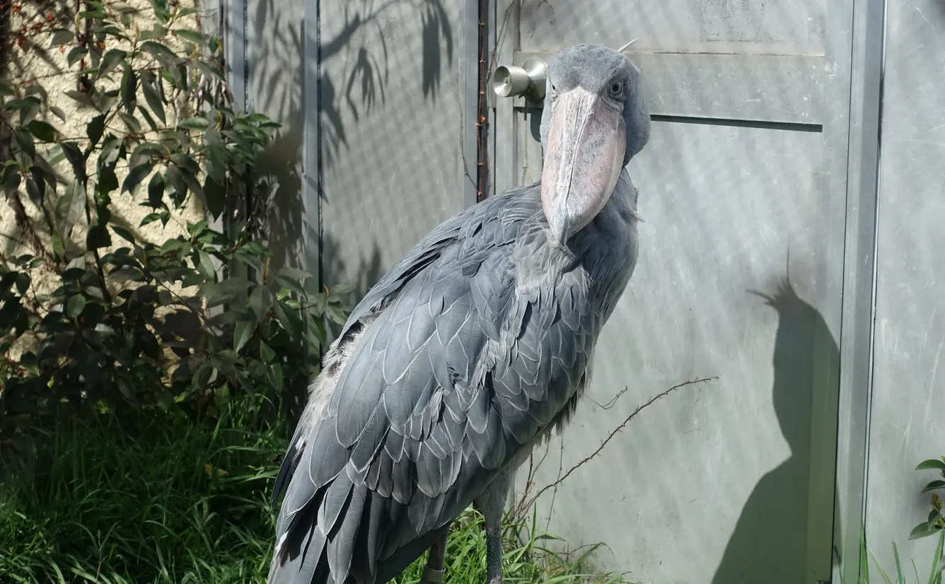 【上野動物園】ハシビロコウやゴリラ！人気動物をご紹介！のカバー画像
