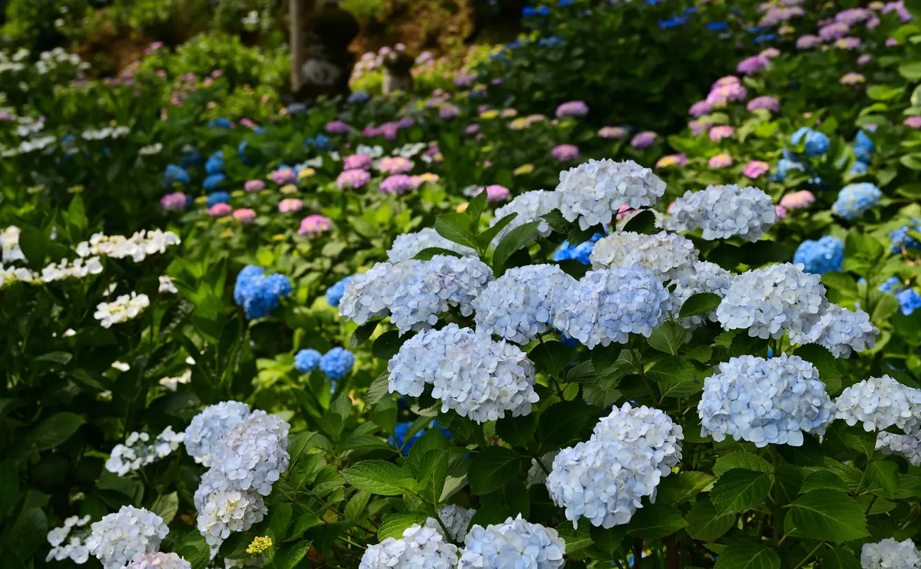 【福岡観光】6月はここをチェック！のカバー画像