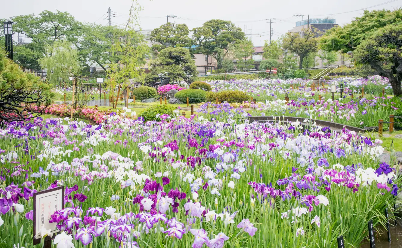 【東京観光】6月はここをチェック！のカバー画像