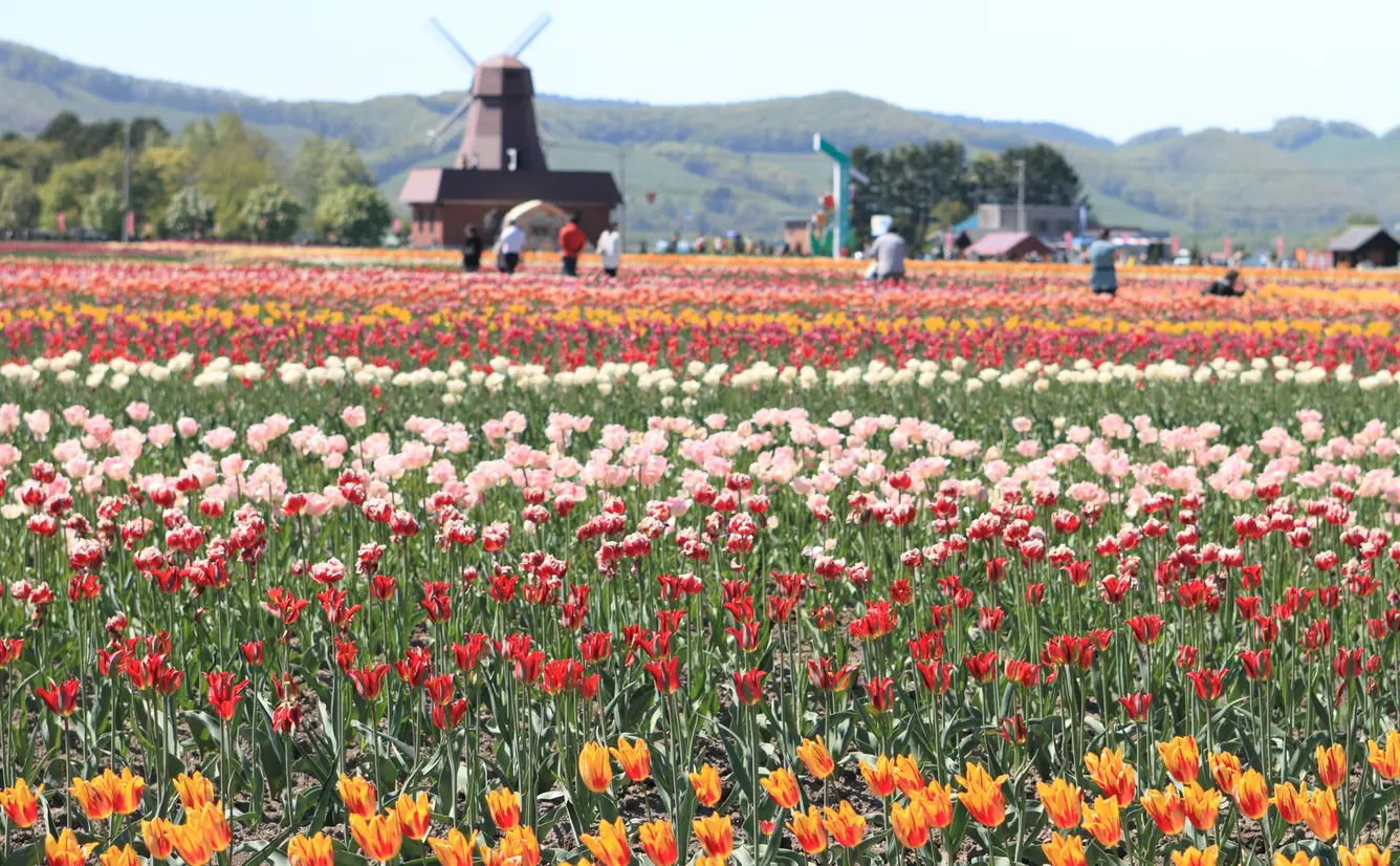 【北海道観光】6月はここをチェック！のカバー画像