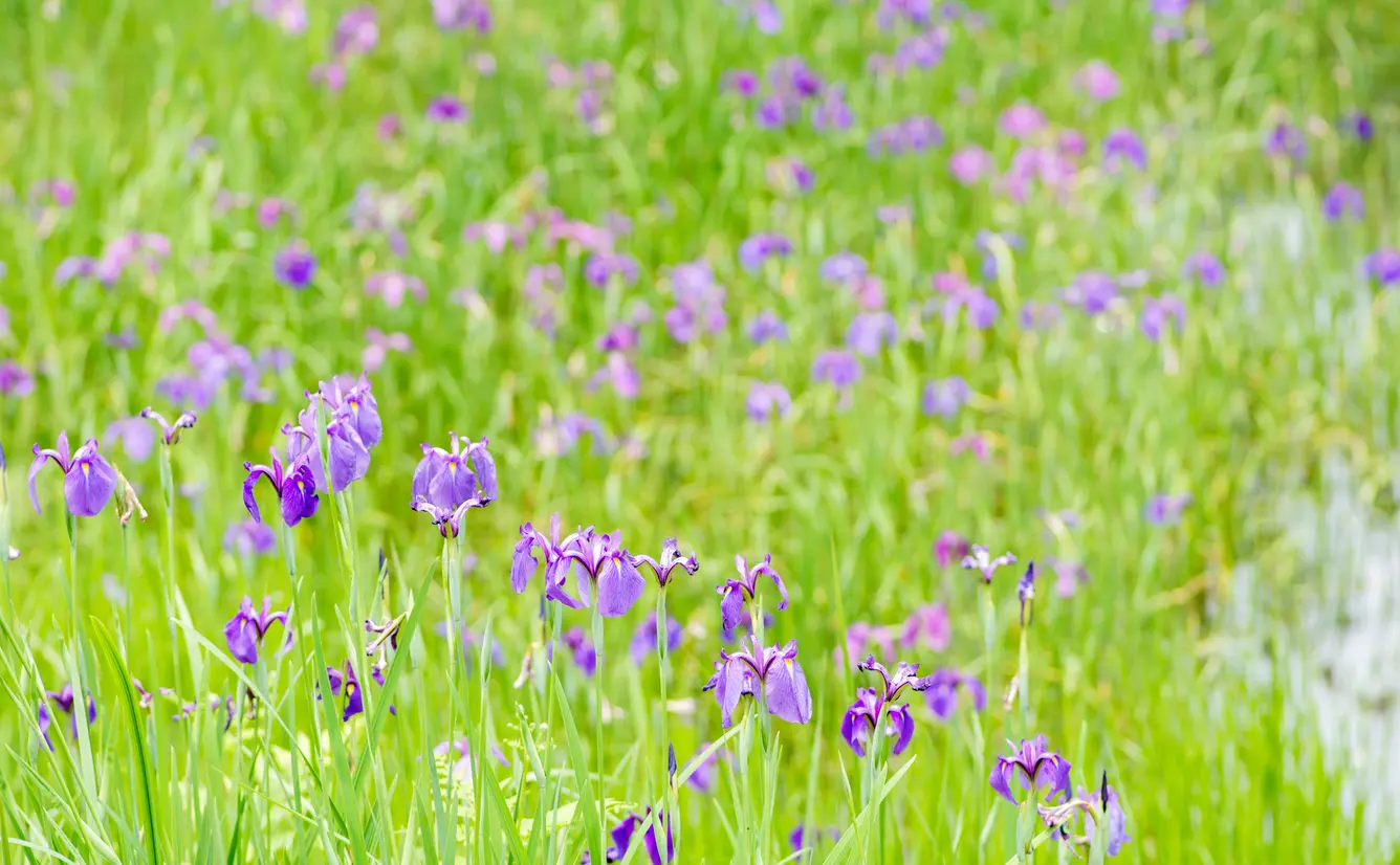 【鹿児島観光】6月はここをチェック！のカバー画像