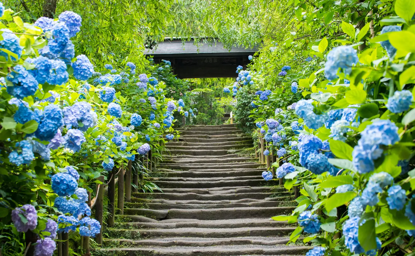 【神奈川観光】6月はここをチェック！のカバー画像