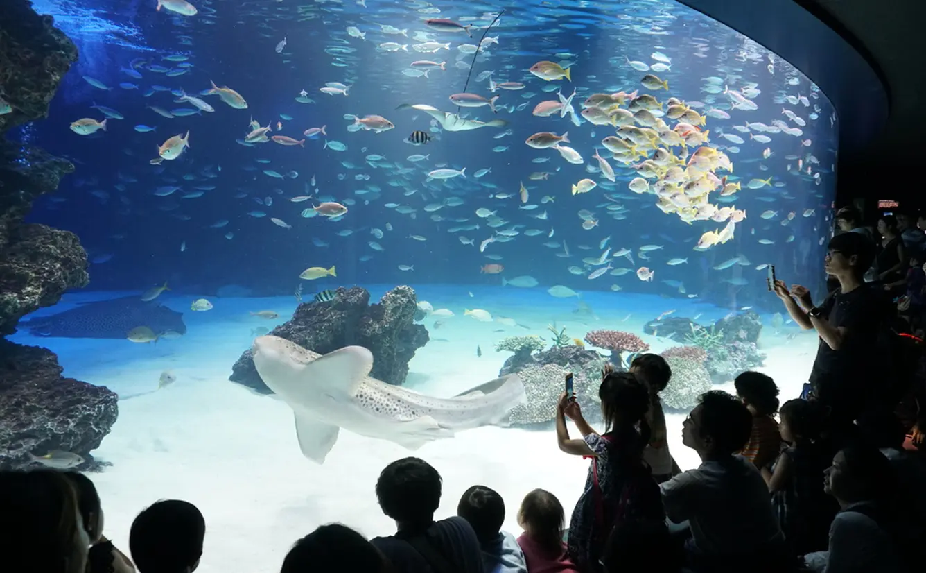 【サンシャイン水族館の見どころガイド】デートにおすすめ！イルカショーやチケット情報までのカバー画像