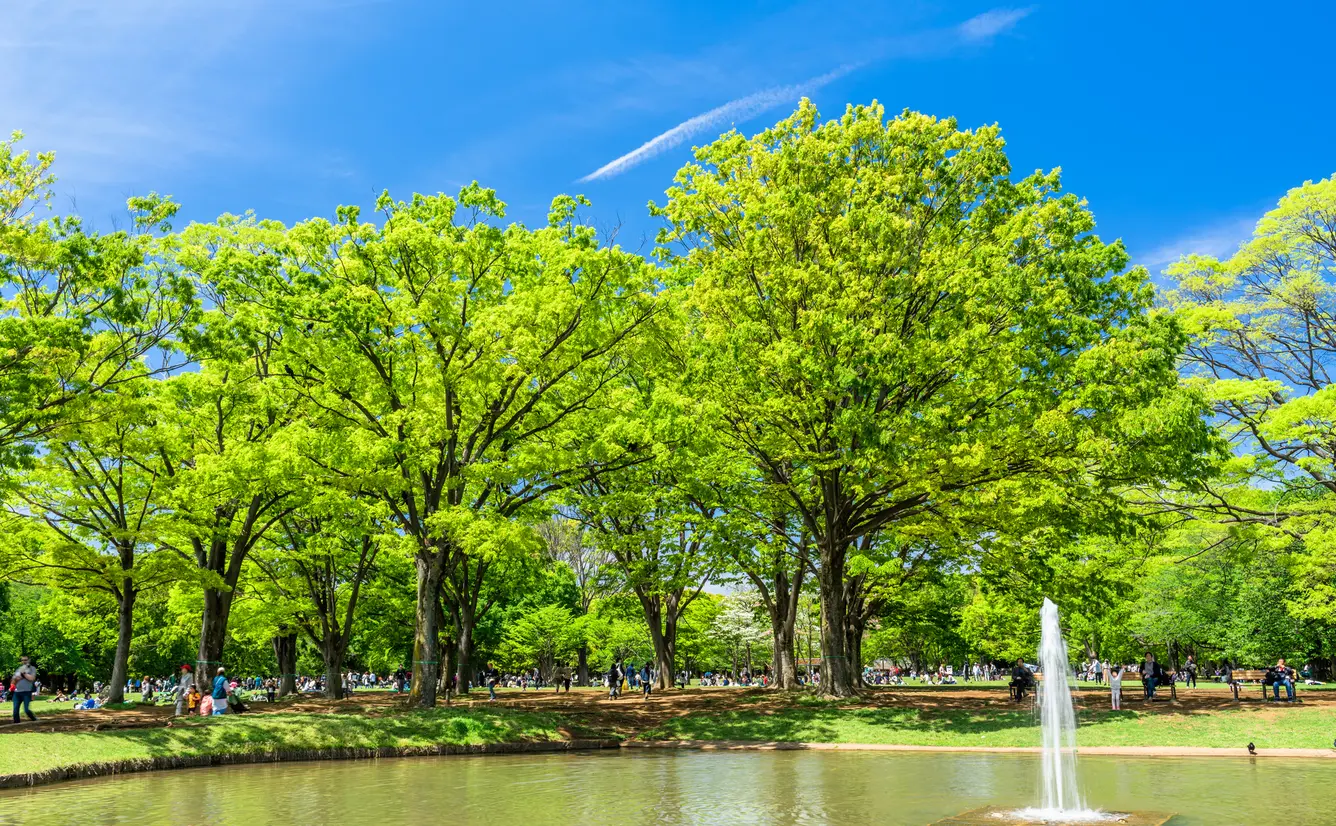 【代々木公園】駐車場情報を徹底紹介！のカバー画像