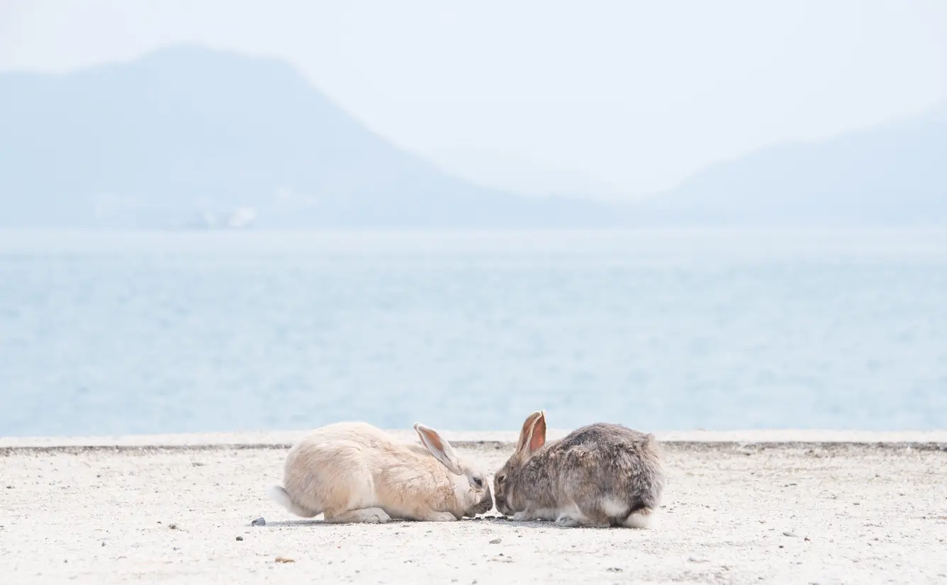 知ってると便利！うさぎの島、大久野島の観光Tips集のカバー画像