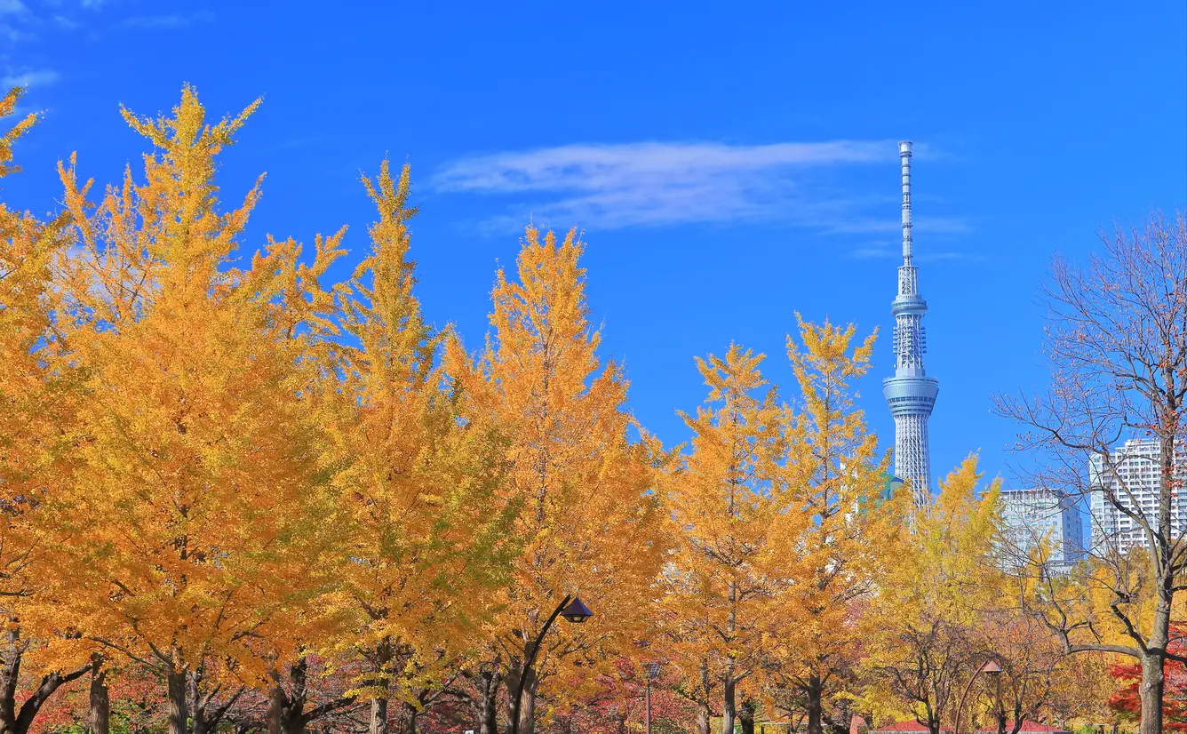 【東京観光】11月はここをチェック！のカバー画像