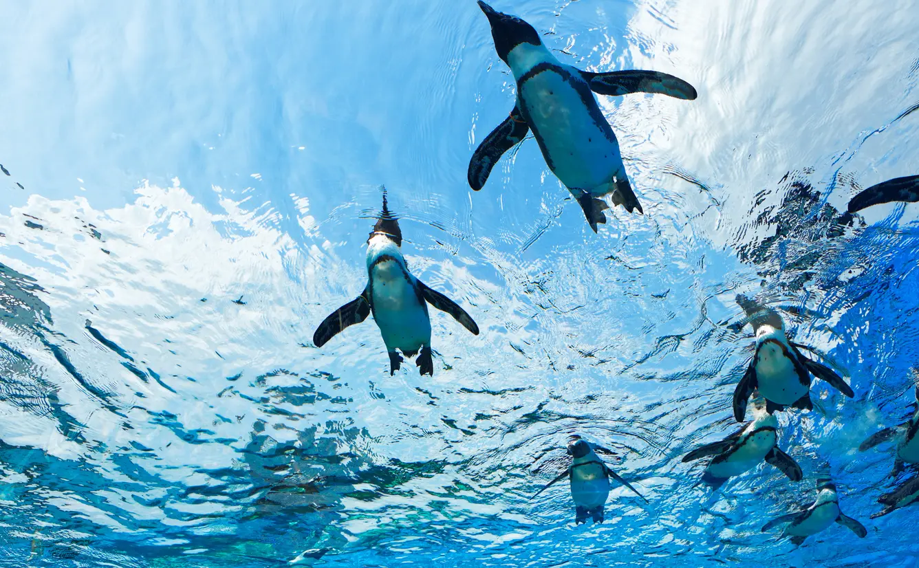 東京で注目の水族館完全ガイドのカバー画像