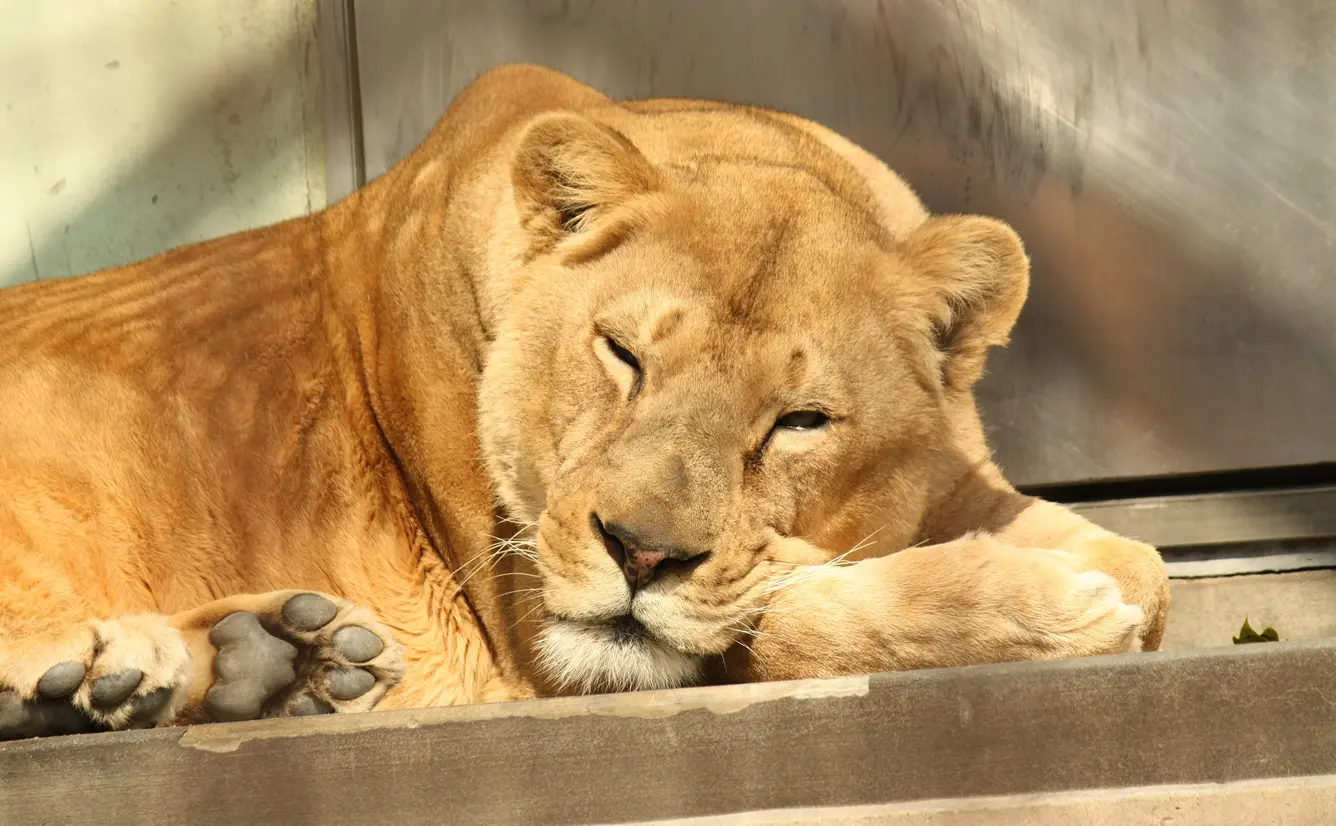 京都でおすすめの動物園8選のカバー画像