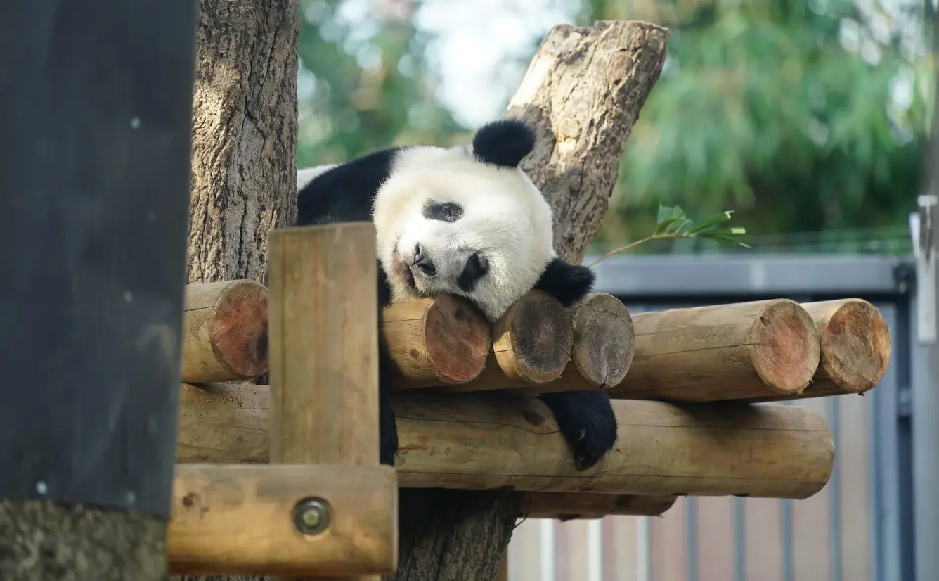 東京でおすすめの動物園11選のカバー画像