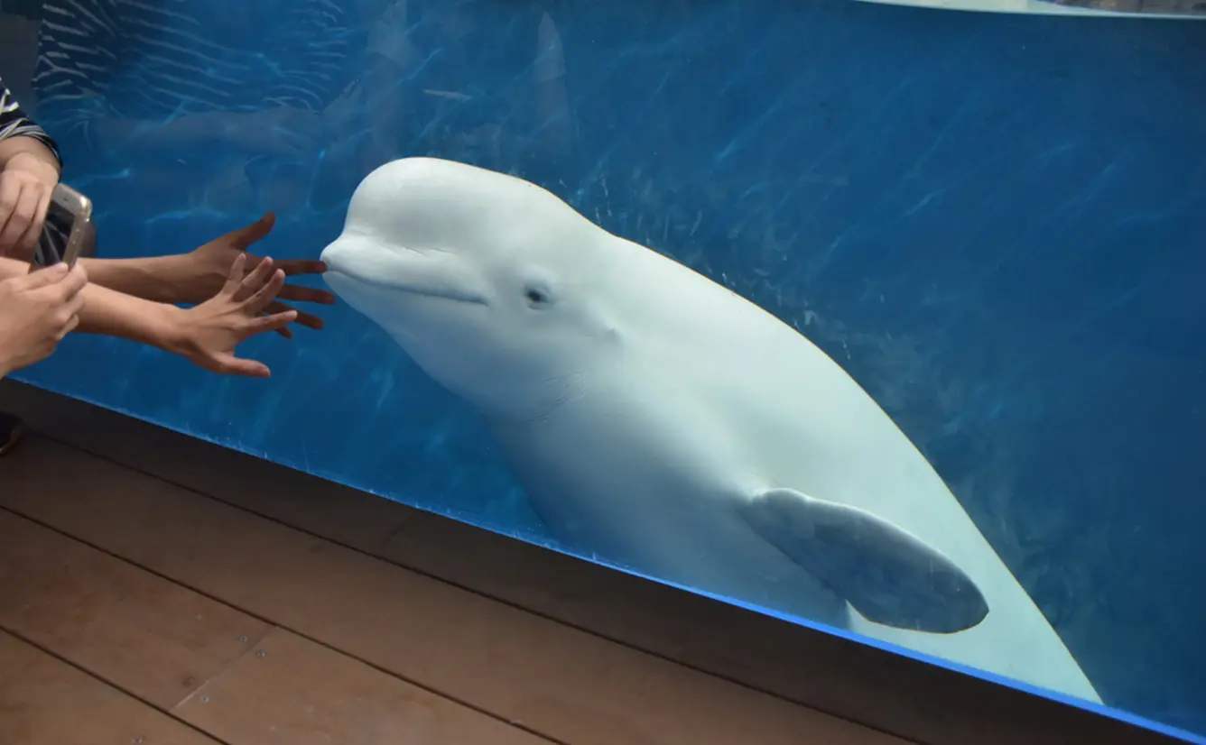 【うみがたり最新体験レポート】新潟上越の水族館が丸ごとリニューアル！「うみがたり」の楽しみ方完全ガイドのカバー画像