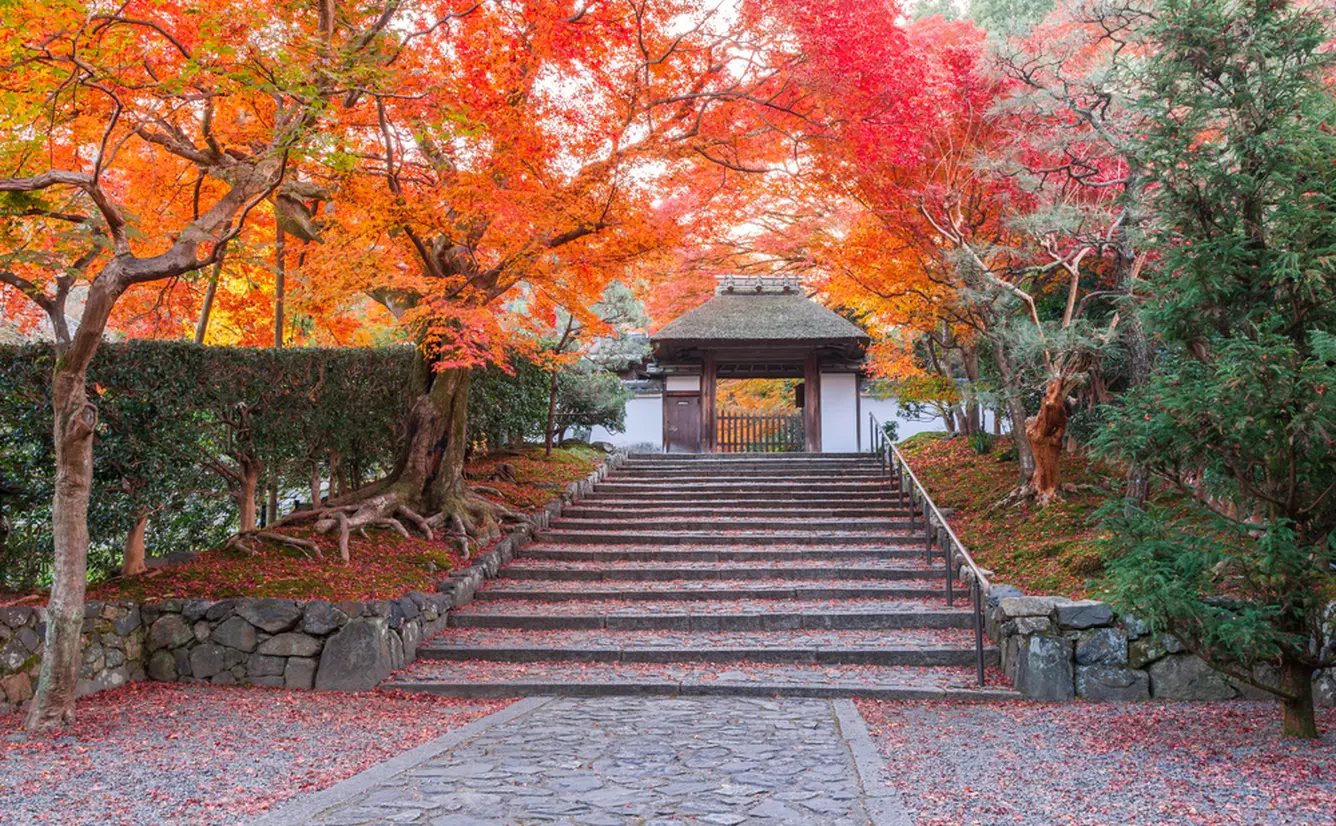 【秋の京都観光】下鴨神社・銀閣寺・京都御苑のおすすめ紅葉＆グルメスポットまとめのカバー画像