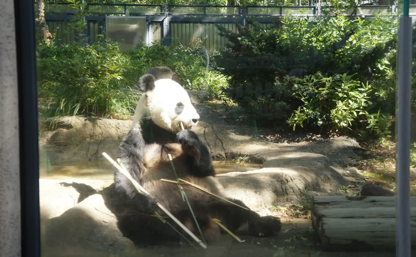 【上野動物園の楽しみ方完全ガイド】観光やデートにおすすめの情報や周辺情報も満載！のカバー画像