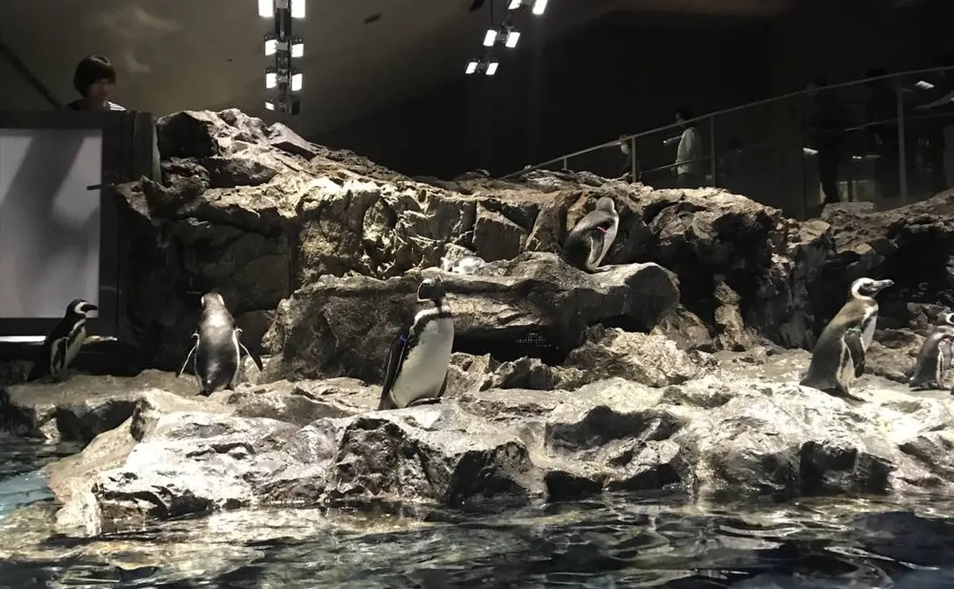 【すみだ水族館の楽しみ方完全ガイド】観光やデートにおすすめの情報や周辺情報も満載！のカバー画像