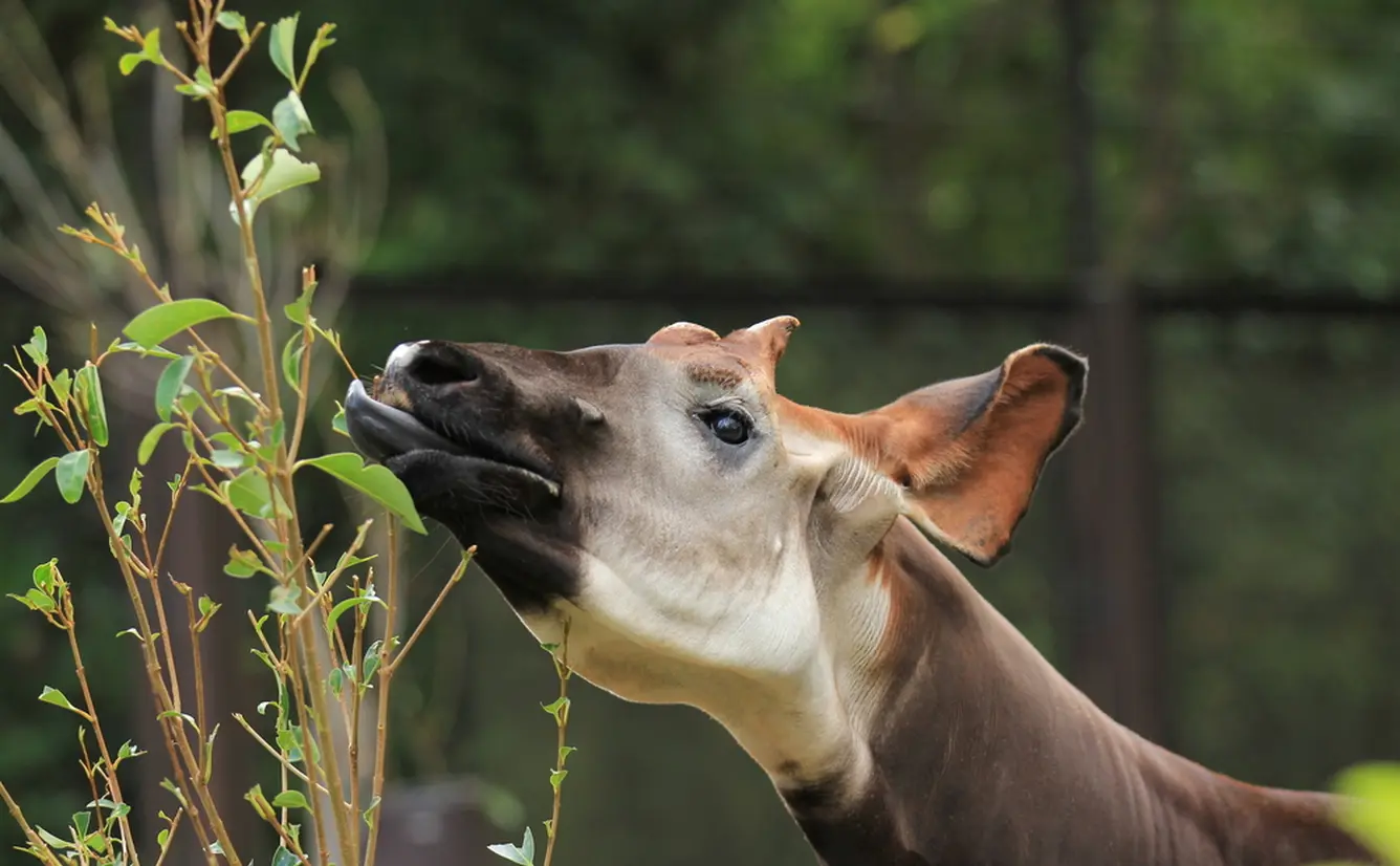 【よこはま動物園ズーラシアの楽しみ方完全ガイド】観光やデートにおすすめの情報や周辺情報も満載！のカバー画像