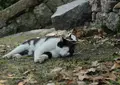 猫の細道の写真_33388