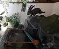 宇治神社の写真_121535