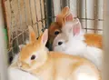 （有）丹後ジャージー牧場 ミルク工房そらの写真_428361