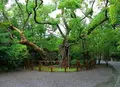 伊勢神宮外宮（豊受大神宮）の写真_82477