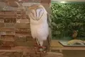 フクロウカフェ LUCKYOWLの写真_74728
