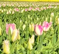 あさひ舟川「春の四重奏」の写真_425954